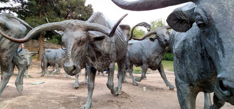 steel sculptures of bulls arranged to face different directions
