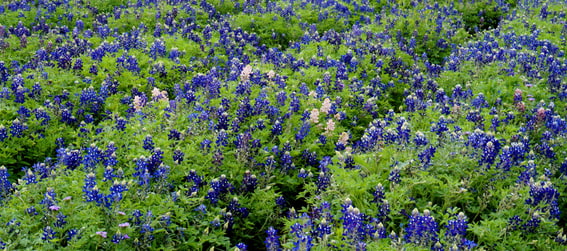 blue bonnet flowers at the Lady Bird Johnson Wildflower Center