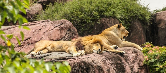 two lions at the Dallas Zoo